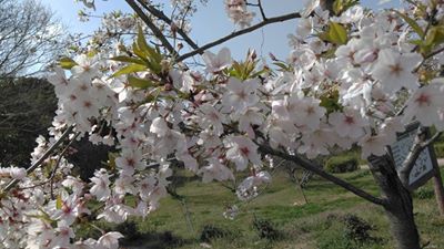 平草原公園さくら祭り 南紀白浜ナギサビールblog