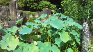 植芝盛平　南方熊楠　合気道