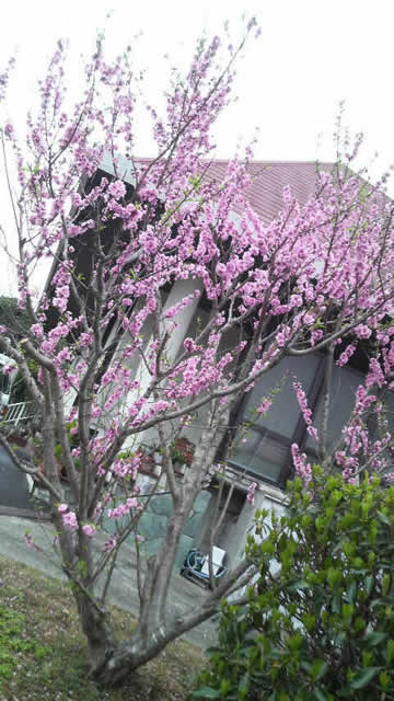 南紀白浜　桜　ナギサビール